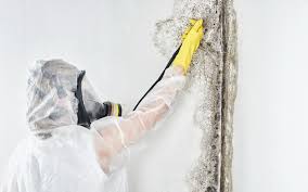 Best Emergency Mold Remediation  in Excelsior Springs, MO